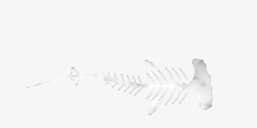 Hammerhead Shark Skull - Hammerhead Shark Skeleton Drawing, transparent png #2771627
