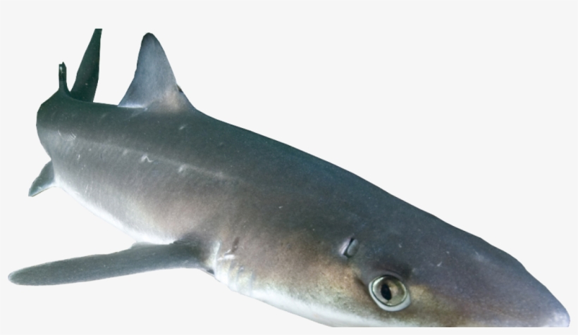 Spiny Dogfish Shark Png, transparent png #2771724