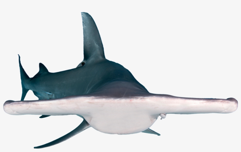 Record Hammerhead Shark Download - Shark, transparent png #2771954