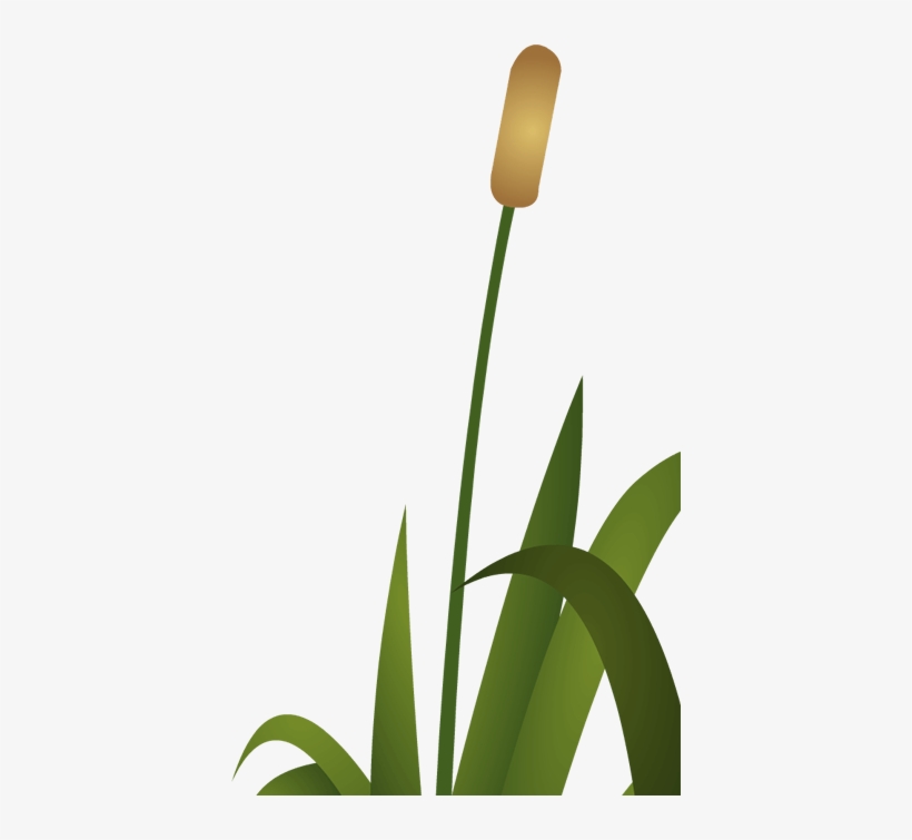 Frog Reeds - Education, transparent png #2772026