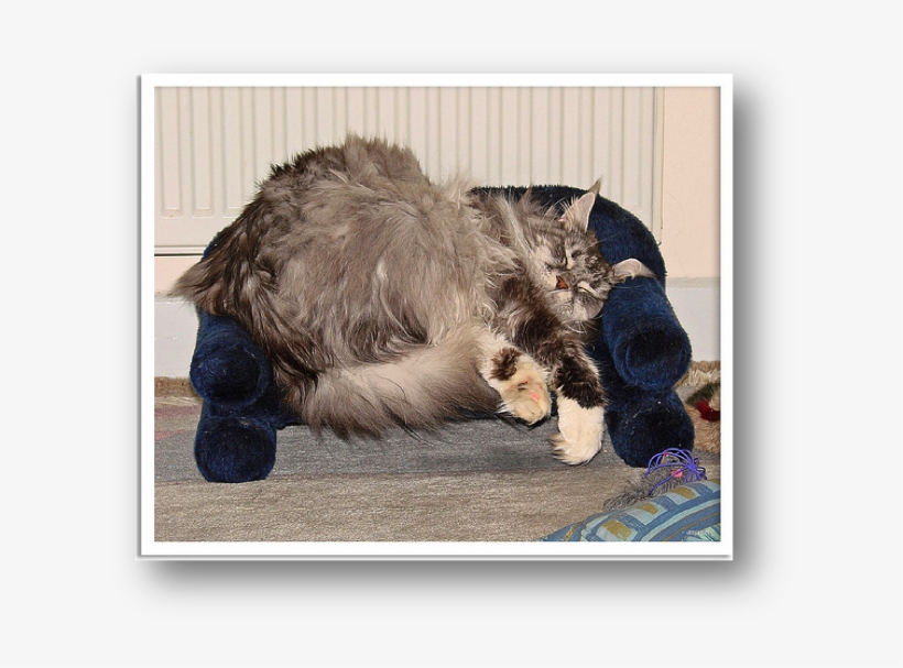 Tabby Cat, transparent png #2772614