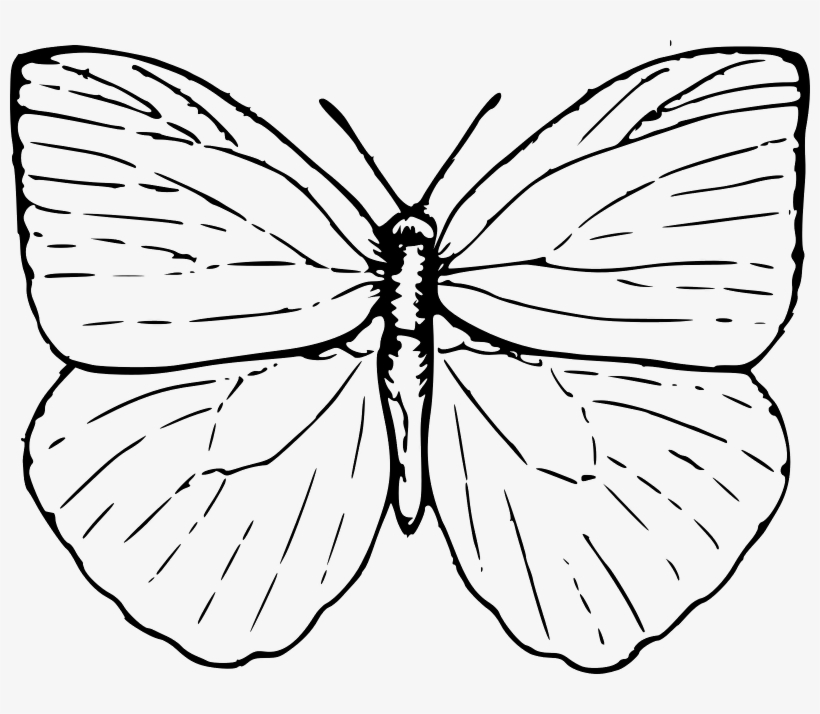 Easy Butterfly Drawings Butterfly Outline Clip Art - Butterfly Clip Art, transparent png #2772722