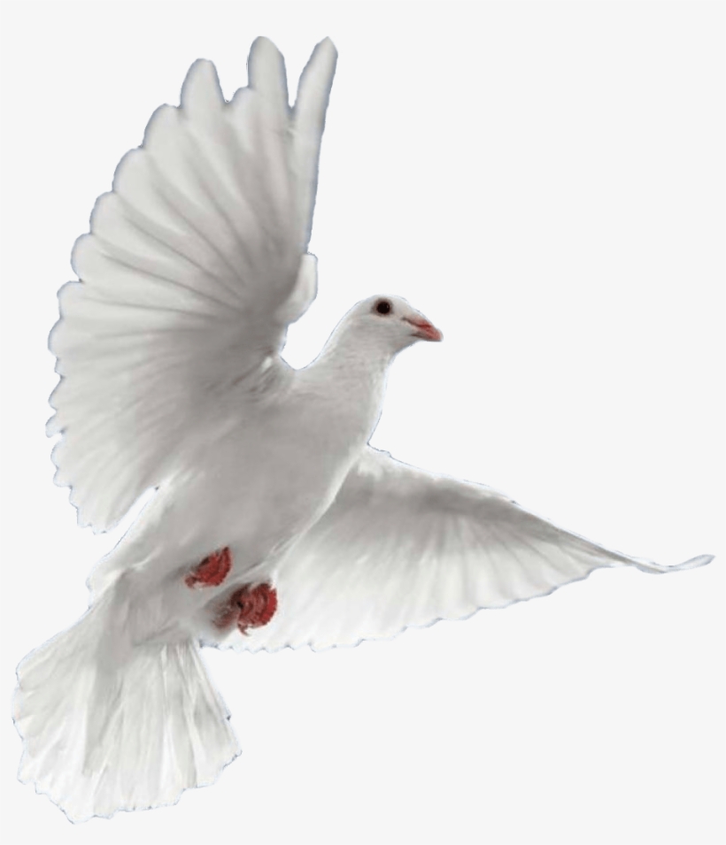 Pigeons And Doves, transparent png #2775003