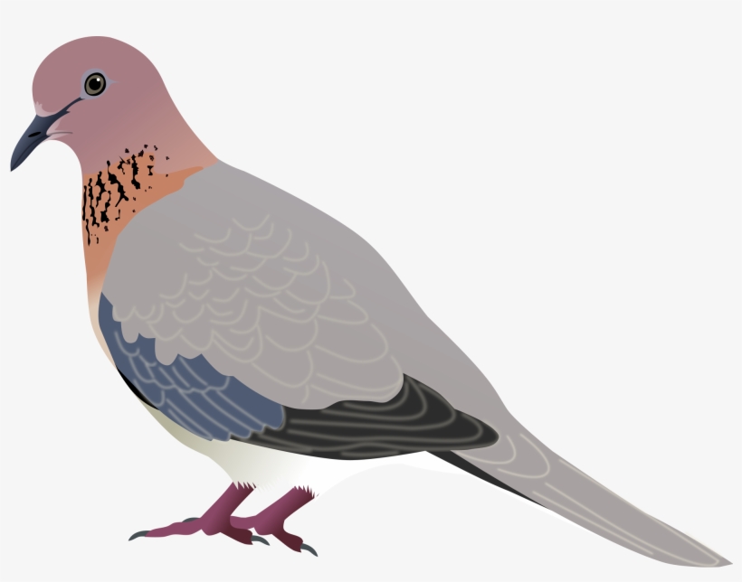 Mourning Dove Clipart Transparent - Mourning Dove Clip Art, transparent png #2775594