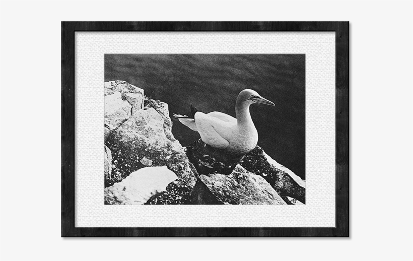 Duck Framed Print, transparent png #2776035