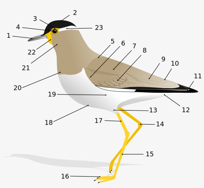 Anatomy Of A Bird, transparent png #2777088