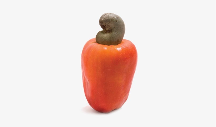With Large Cashew Plantations, The Cape Cashew Company - Cashew Nut Fruit Png, transparent png #2777806