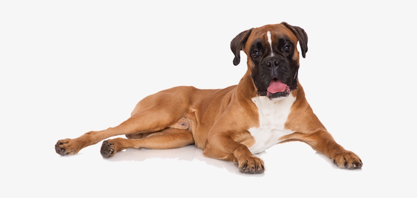 Boxer Dog - Boxer Lying Down, transparent png #2778631