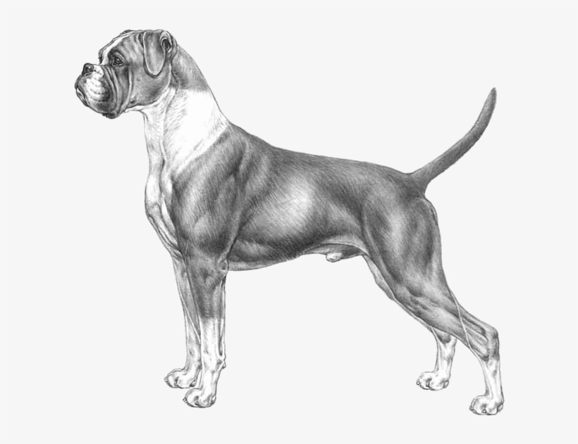 Boxer - Disegni Di Cani Boxer, transparent png #2778665