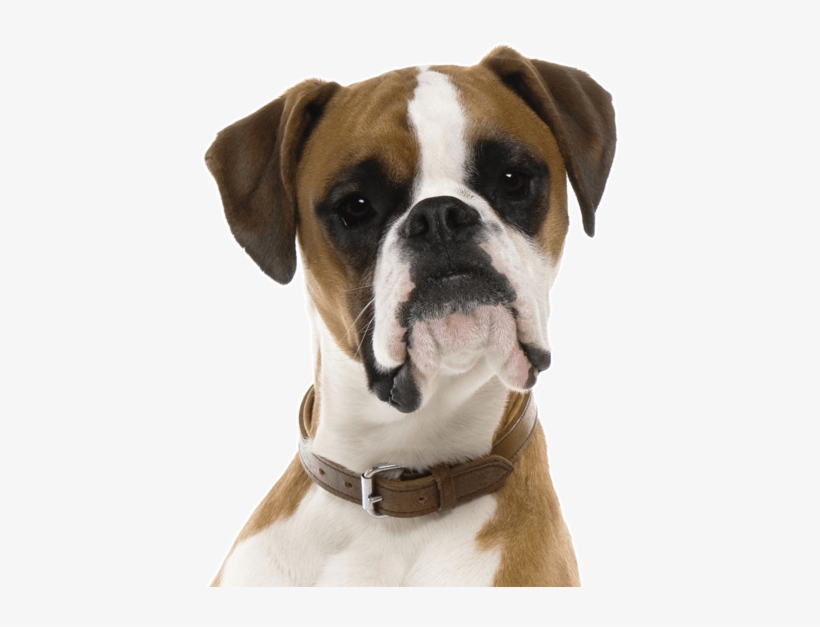 Search - Puppy Boxers, transparent png #2778688