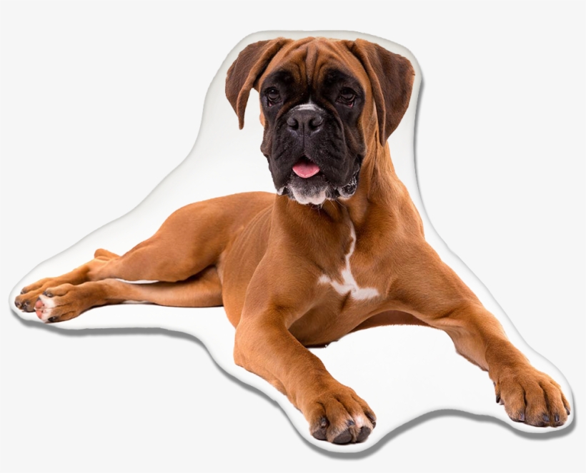 Boxer Dog Pillow - Poodle Boxer Mix, transparent png #2778715