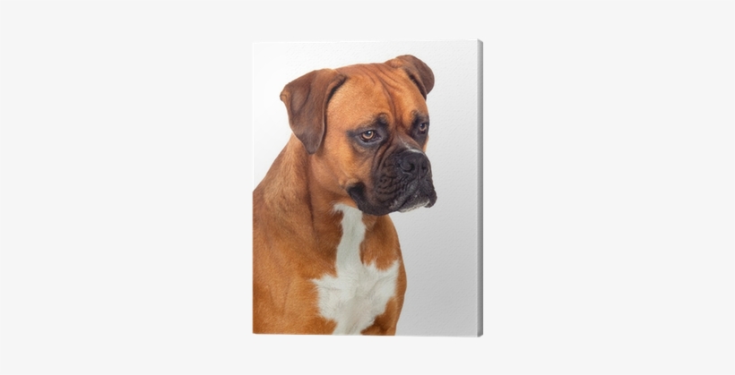 Boxer, transparent png #2778789