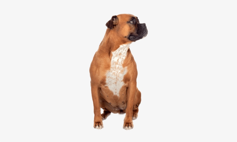 Boxer - Pet Shoppe Ultra Training Pads For Dogs, transparent png #2778937