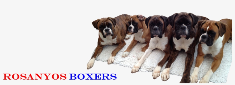 1 - 2 - - Boxer, transparent png #2778956