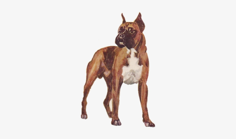 Vintage Clip Art Dogs Boxer - Boxer, transparent png #2779001