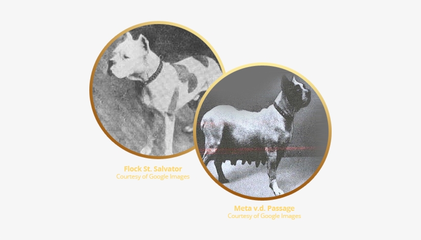 The Breed Known As The Boxer Originated In Germany - Boxer, transparent png #2779129