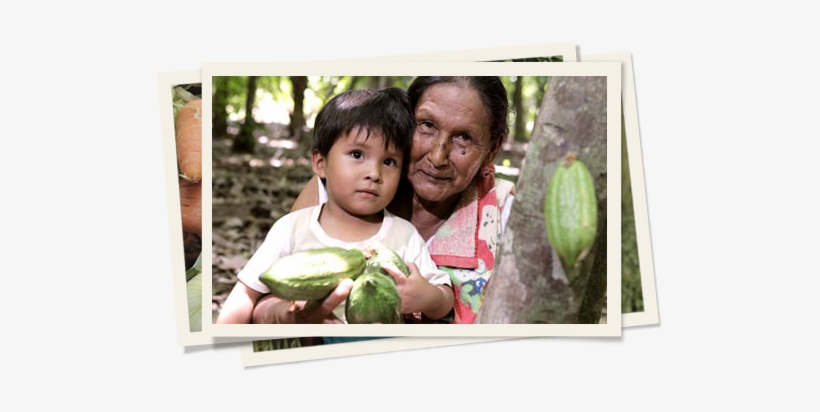 Feijoa, transparent png #2779493