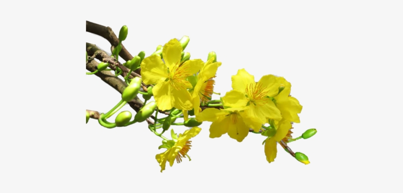 Trên Mười Năm Chăm Sóc, Cây Mai Mới Đã Nên Dáng Rồng - Cây Hoa Mai Png, transparent png #2780466