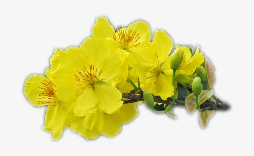 Tu Viện Có Tổ Chức Quanh Năm Các Khoá Tu, Và Ngày Quán - Ochna Integerrima, transparent png #2780486