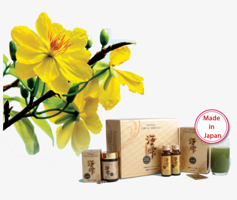 Hoa Mai Vang - Fucoidan, transparent png #2780531