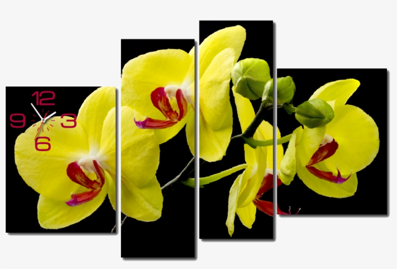 Tranh Đồng Hồ Treo Tường Hoa Mai Vàng - Tranh Hoa Mai Ghep, transparent png #2780663