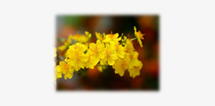 Từ Ngày 10 Tháng Chạp Người Trồng Nên Chú Ý, Nếu Dự - Ochna Integerrima, transparent png #2780773