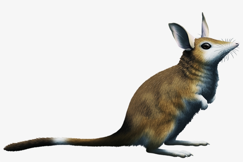 Almost Living Fossils Month - Argyrolagus, transparent png #2782490