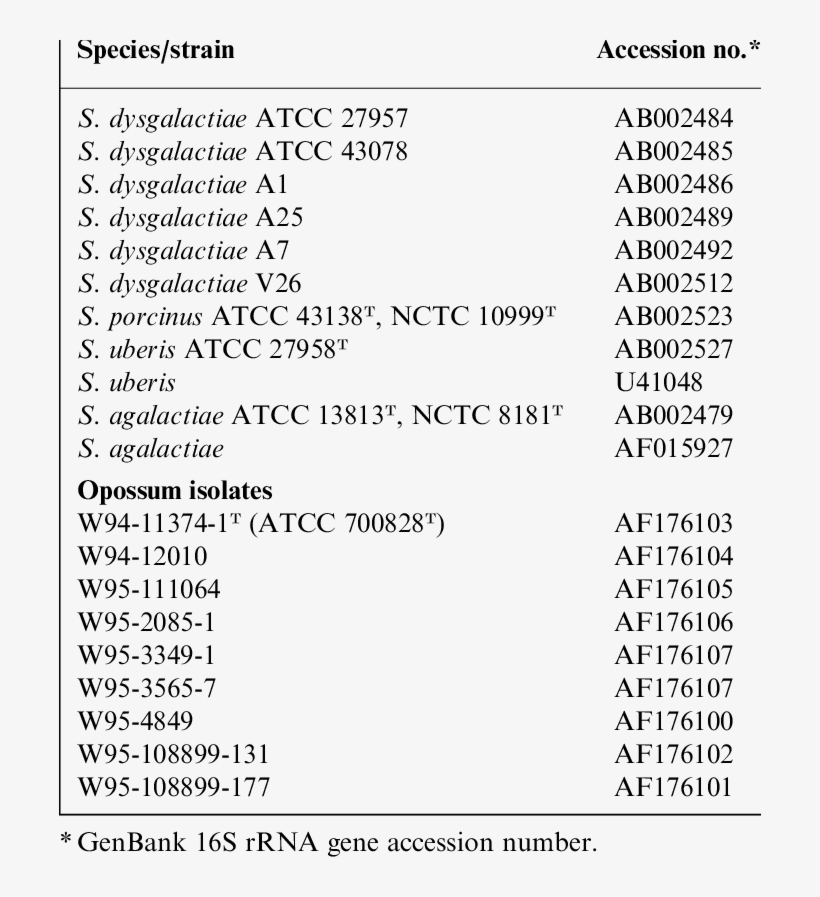 Streptococcal Strains Analysed For Comparison With - Opossum, transparent png #2782511