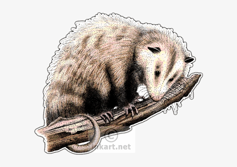 Virginia Opossum Decal - Virginia Opossum Throw Blanket, transparent png #2782538