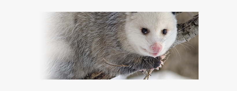 Opossum Slider Image - Opossum / Possum 8 X 10 Glossy, transparent png #2782575