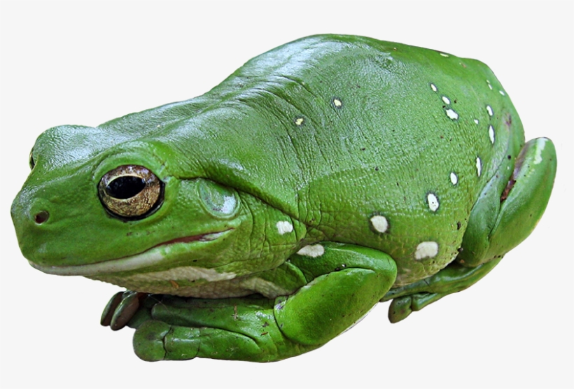 Green Tree Frog Png, Green Tree Frog Png - Green Frog With White Spots, transparent png #2787467