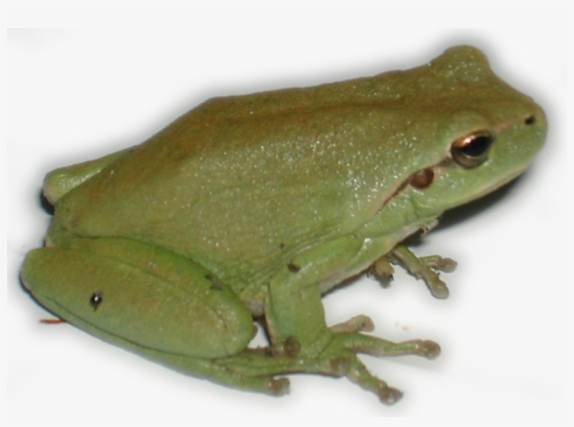 Hyla Dscn1814 - Rainette Png, transparent png #2787691