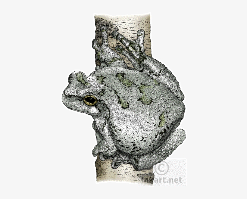 Cope's Gray Treefrog Art Decal - Cope's Gray Tree Frog Throw Blanket, transparent png #2787841
