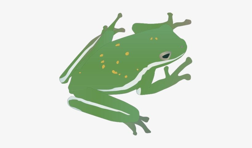 Hyla Cinerea - カエル イラスト フリー 商用, transparent png #2787994