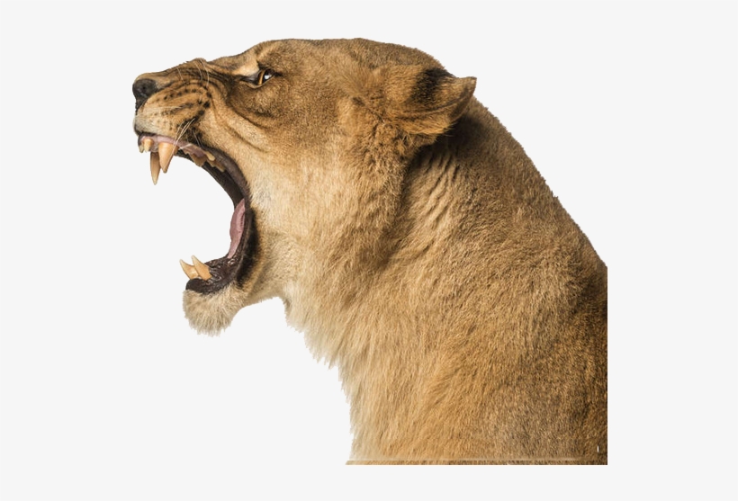 Lion - Lion Roar Side View, transparent png #2789653