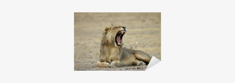 Free Roaring Lion Png - Masai Lion, transparent png #2789725