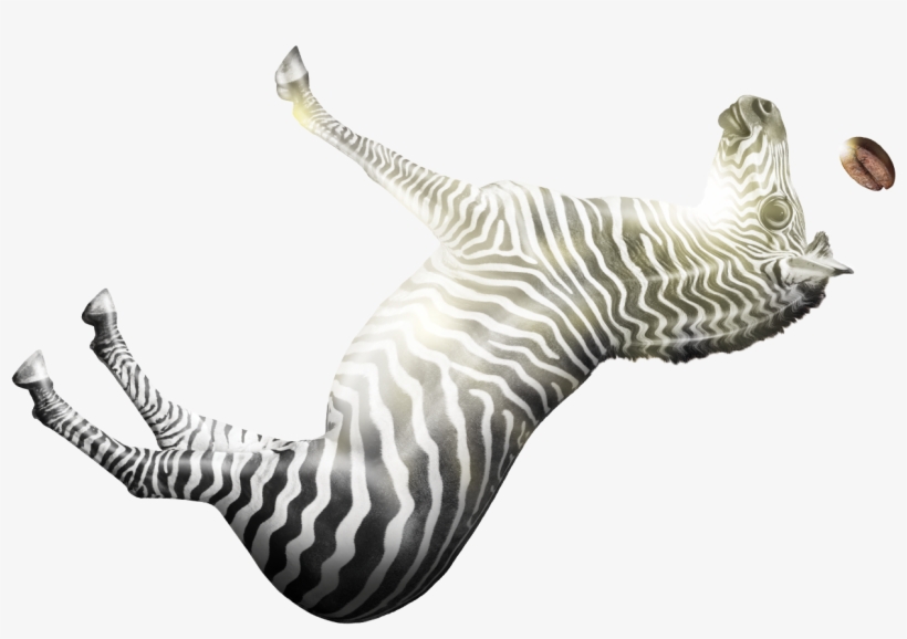 Roasted Zebra - Marine Mammal, transparent png #2790007