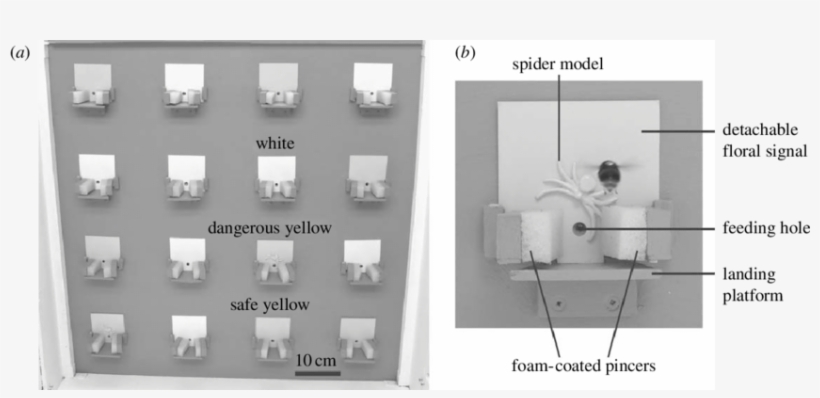 Experimental Set-up Showing The Artificial Meadow Containing - Monochrome, transparent png #2790320