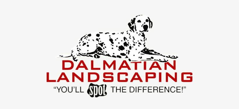 Dalmatian Landscaping Dalmatian Landscaping - Dalmatian Landscaping, transparent png #2790541