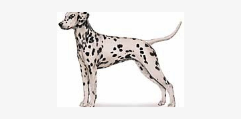 The Only Spotted Breed, The Dalmatian Is Alert And - Akc Dalmatian, transparent png #2790566