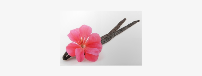 Flower, transparent png #2790610