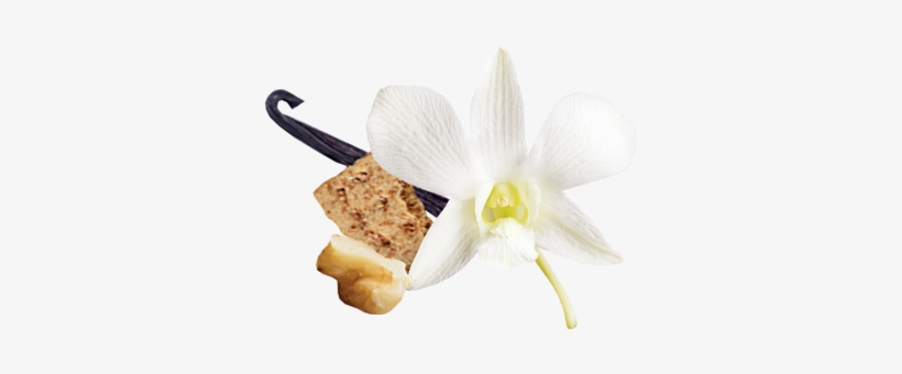 Vanille Noix De Grenoble, Épices Et Petits Biscuits - Honey Vanilla In Png, transparent png #2790614