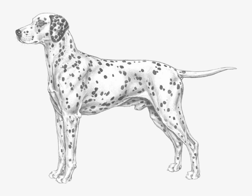 Dalmatian, transparent png #2790615