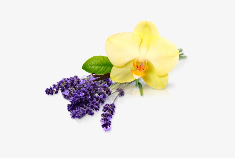 Endiglow Gua Sha & Cupping Oil Lavender Essential, transparent png #2790651