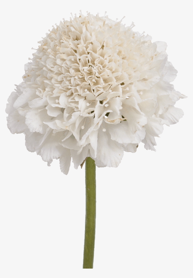 Artificial White Hydrangea, transparent png #2790671