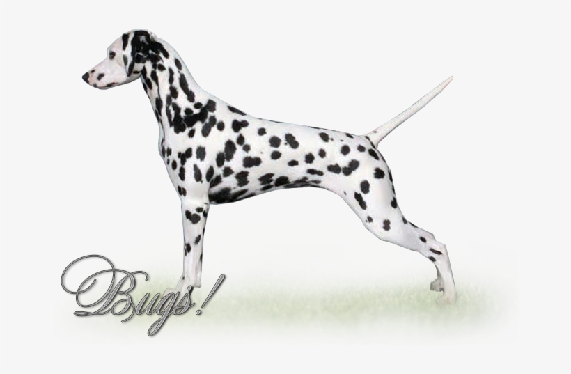 Canadian Record Setting Bis, Rbis, Bpis Grand Champion - The Canadian Record, transparent png #2790710