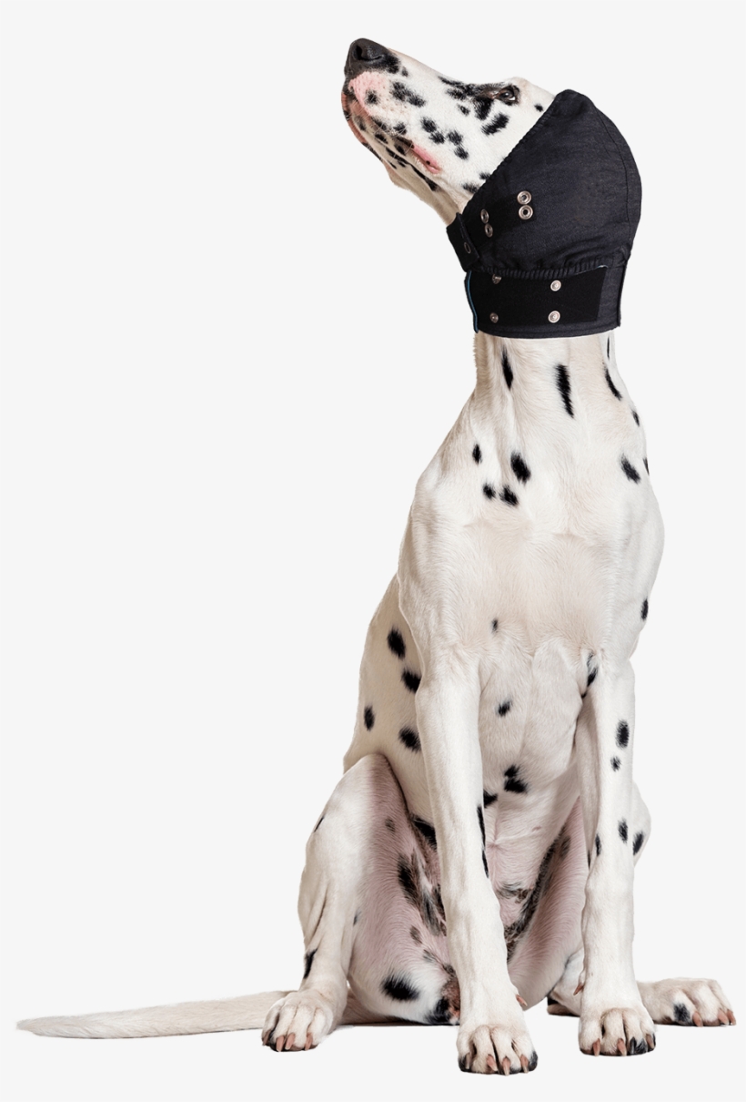 Mps Head Cover Medical Pet Shirts International Png - Dalmatian, transparent png #2790741