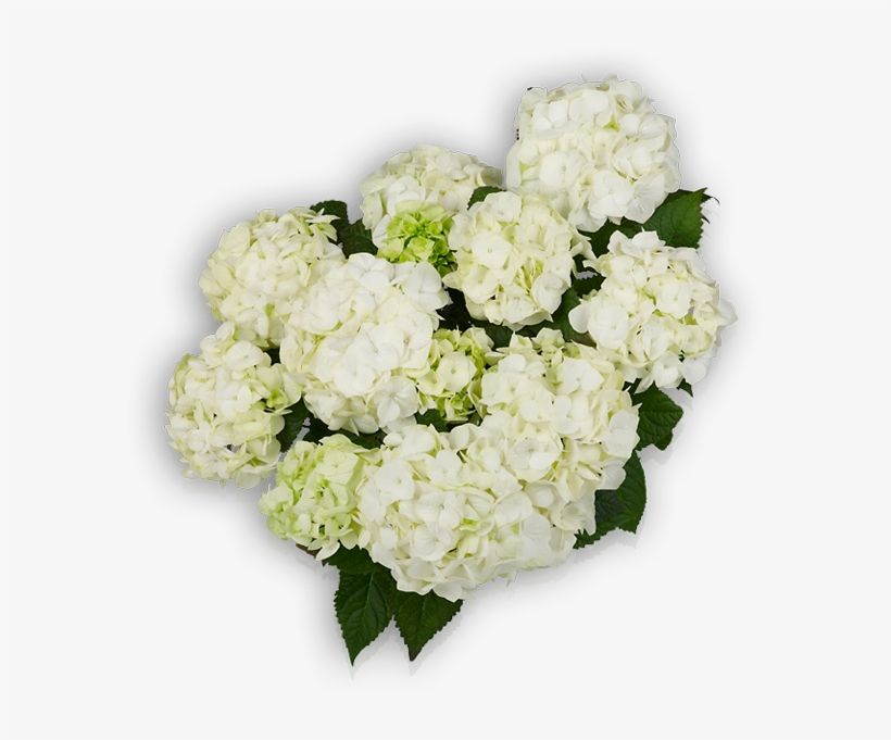 Vanilla Sky, transparent png #2791299