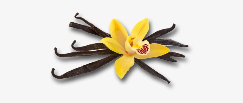 Vanille Png, transparent png #2791345