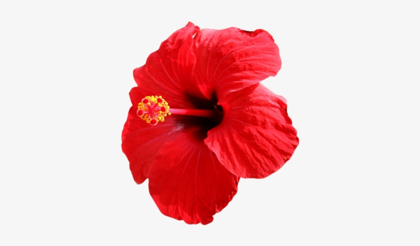 Red Flower Clipart Jaba - Shoe Flower, transparent png #2791722